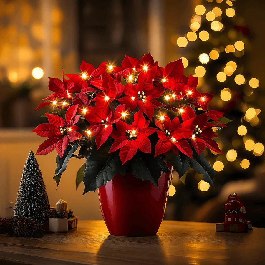 Rubi Radiáns Poinsettia